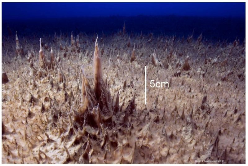 Microbial mat in Antarctica