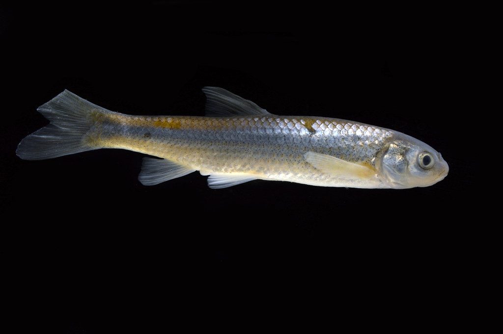 Rio Grande silvery minnow