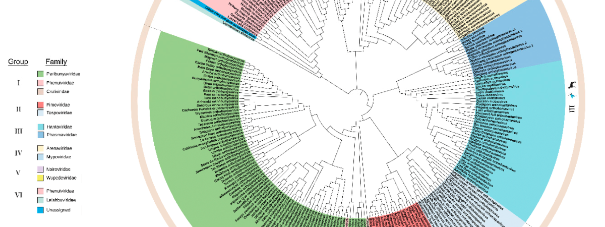Genome sequencing reveals a newly identified virus